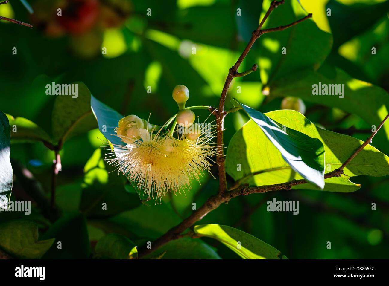 La fleur de Rose Apple ou Syzygium jambos et les feuilles vertes sur la branche de l'arbre. Banque D'Images