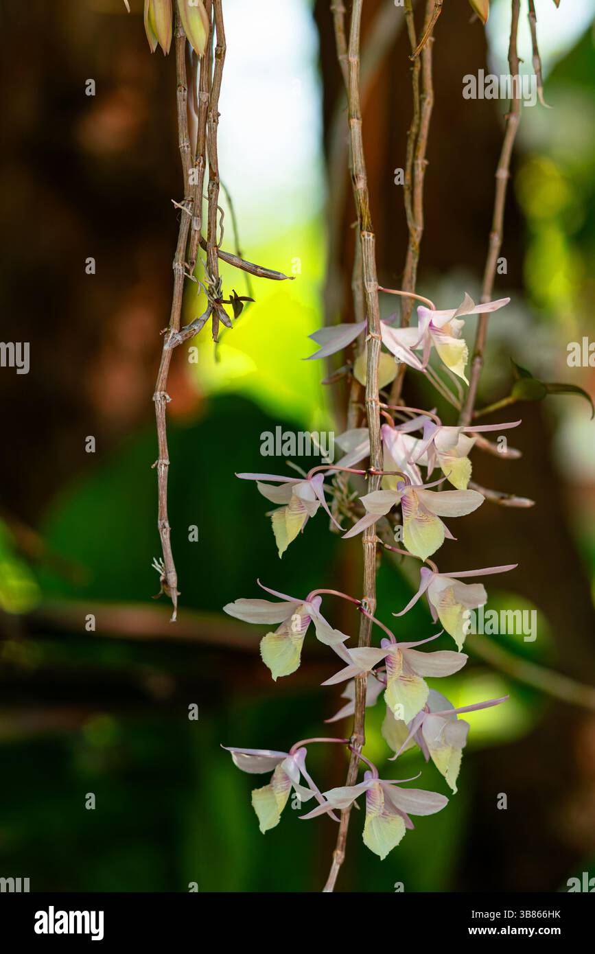 Fleurs d'orchidées à capuche florissantes ou Dendrobium aphyllum suspendues sur le tronc de l'arbre. Banque D'Images