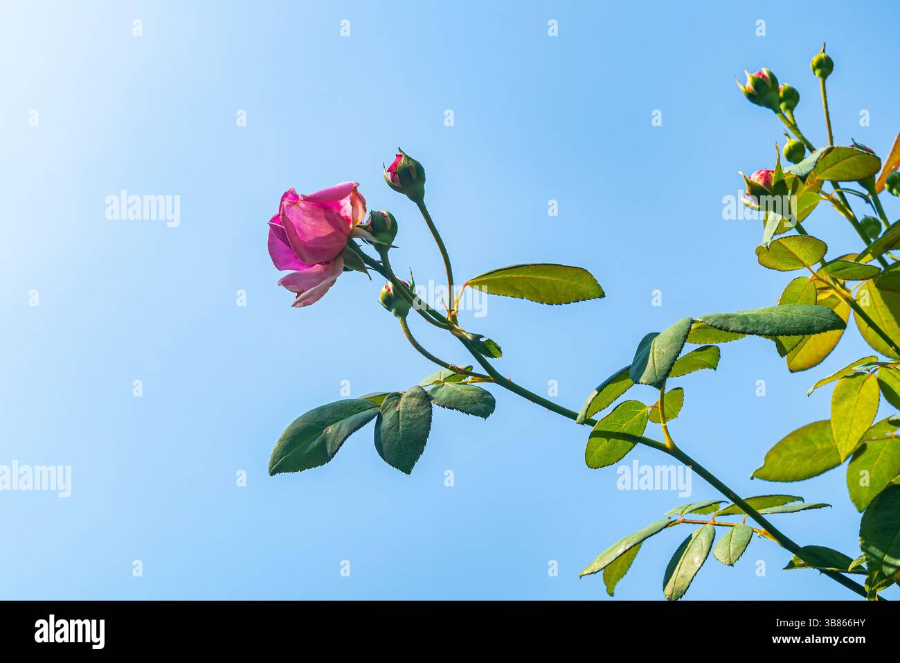 Vue de la croissance rose rose avec des feuilles vertes contre le ciel bleu le matin. Banque D'Images