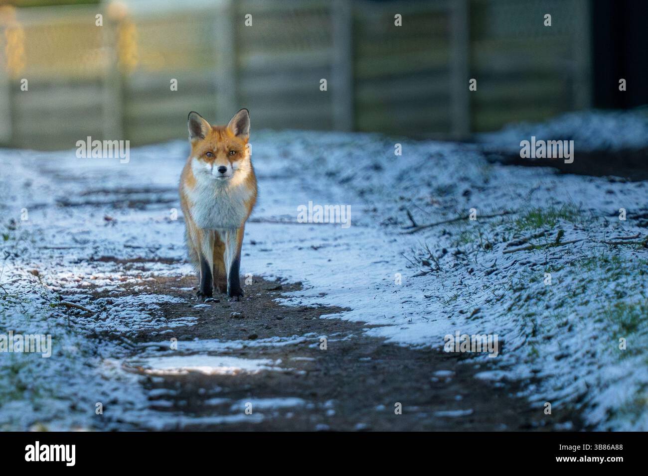 Renard sauvage sur un sentier dans la neige avec la lumière du soleil tapée regarde la caméra Banque D'Images
