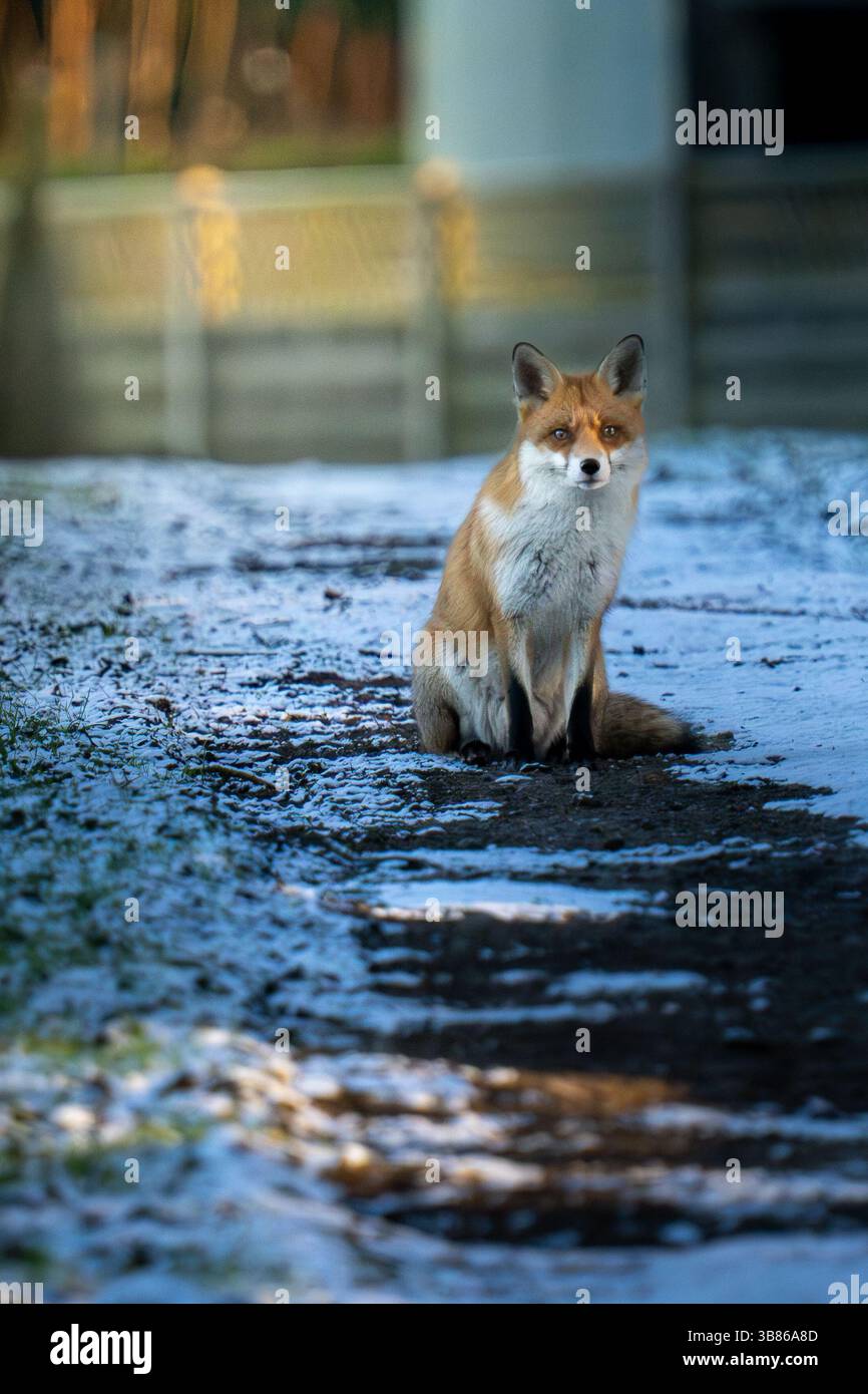 Renard sauvage sur un sentier dans la neige avec la lumière du soleil tapée regarde la caméra Banque D'Images
