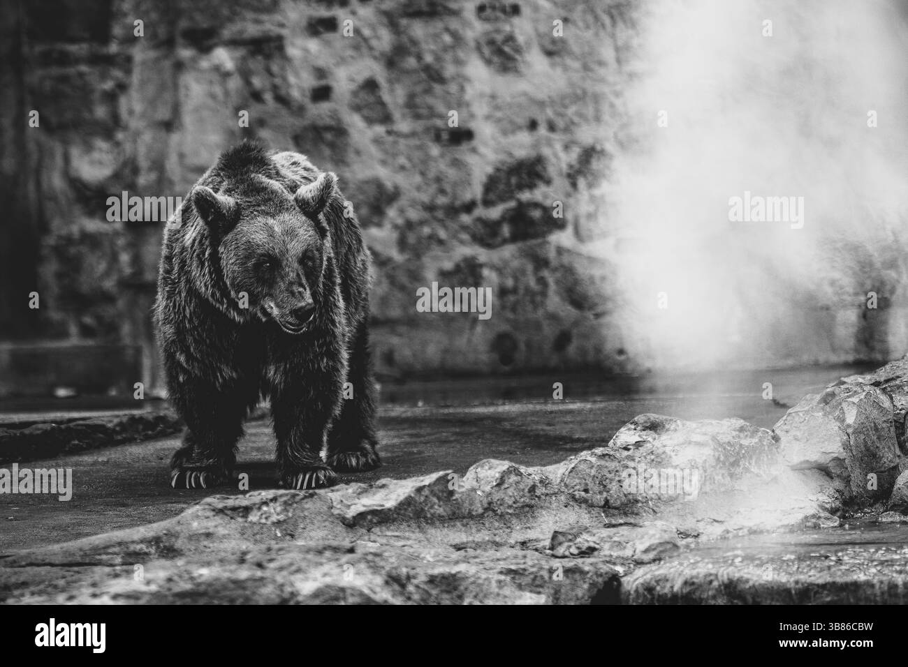 Bel ours Banque D'Images