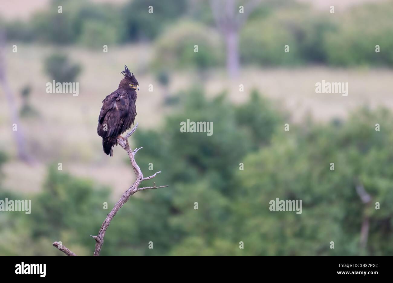 Aigle à longue crête (Lophaetus occipitalis) perché sur un arbre mort Banque D'Images