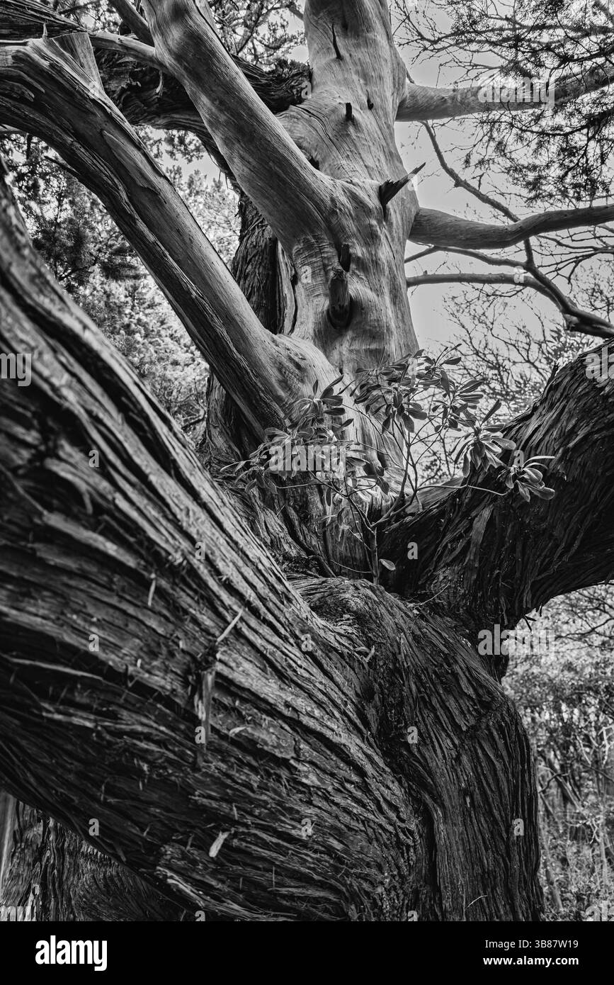 Un majestueux genévrier vieux de plusieurs siècles avec une écorce profondément nouée et des branches tordues étendues est un symbole spirituel dans une paisible forêt japonaise Banque D'Images