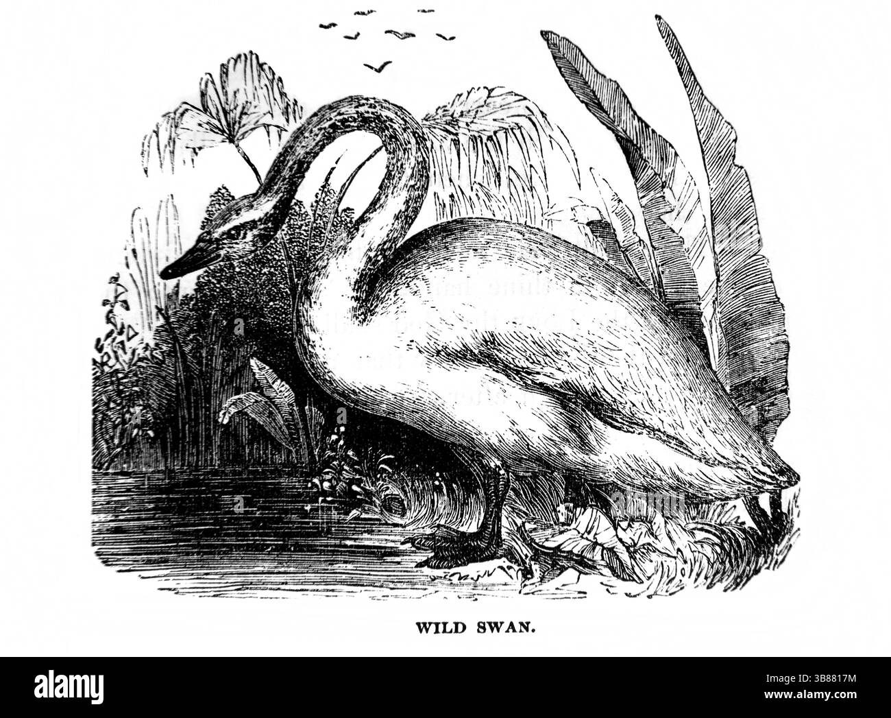 Illustration d'un Cygne sauvage de l'Antiquité du XIXe siècle la Sainte Bible contenant l'ancien et le Nouveau Testament avec des notes explicatives, des références et un Co Banque D'Images