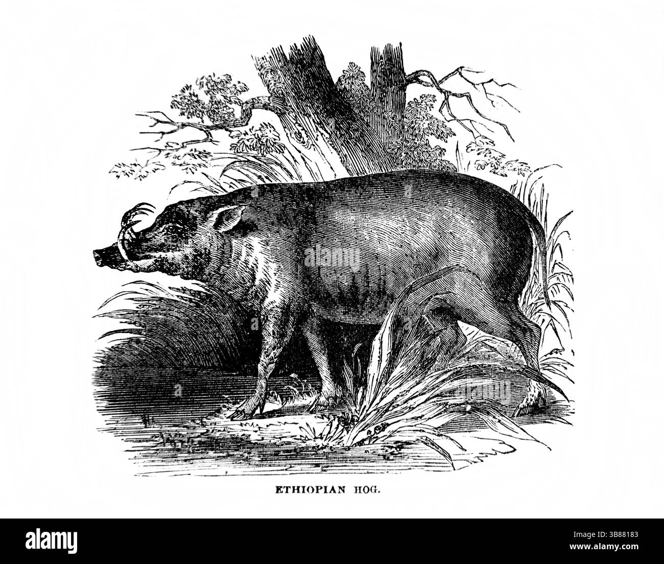 Illustration du porc éthiopien du XIXe siècle antique la Sainte Bible contenant l'ancien et le Nouveau Testament avec Notes explicatives, références an Banque D'Images