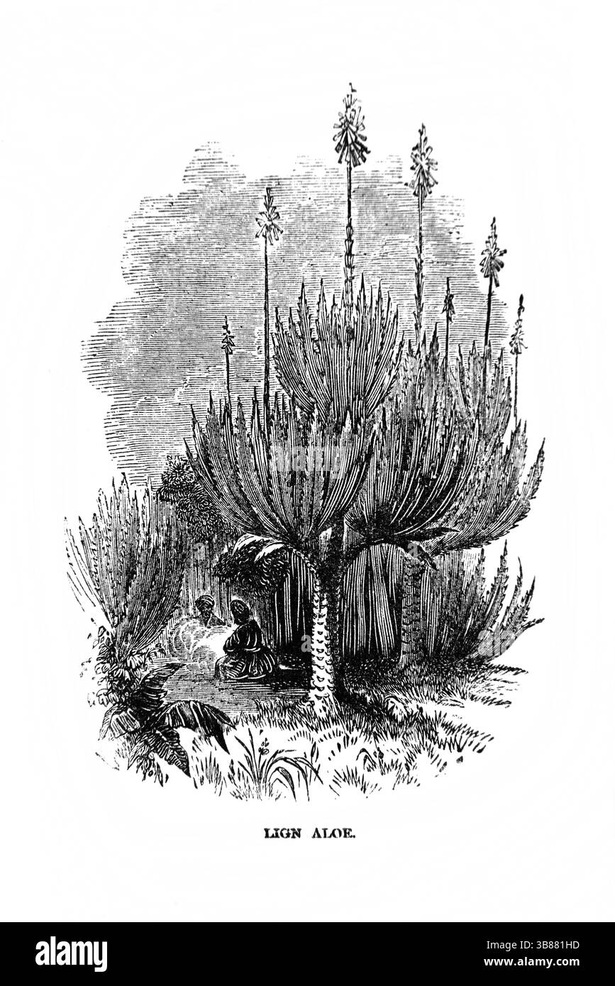 Illustration d'hommes assis sous un arbre d'aloès lign (chiffres) de l'antique 19ème siècle la Sainte Bible contenant l'ancien et le Nouveau Testament avec Expla Banque D'Images
