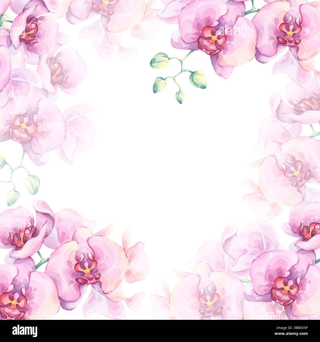 Cadre aquarelle d'orchidée rose. Illustration botanique dessinée à la main. Fleurs exotiques luxuriantes lumineuses sur fond blanc. Idéal pour les invitations, papeterie Banque D'Images