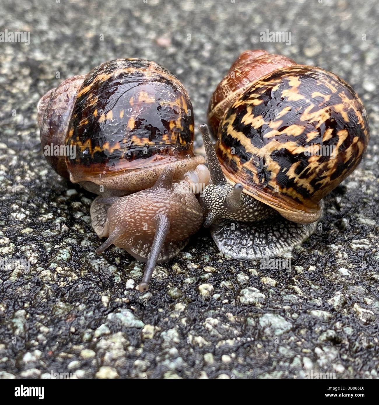 Deux escargots sur un chemin semblent se blottir tête à tête, leurs coquilles se touchant presque, dans un cadre naturel en plein air. - Image de stock capturée avec un smartphone