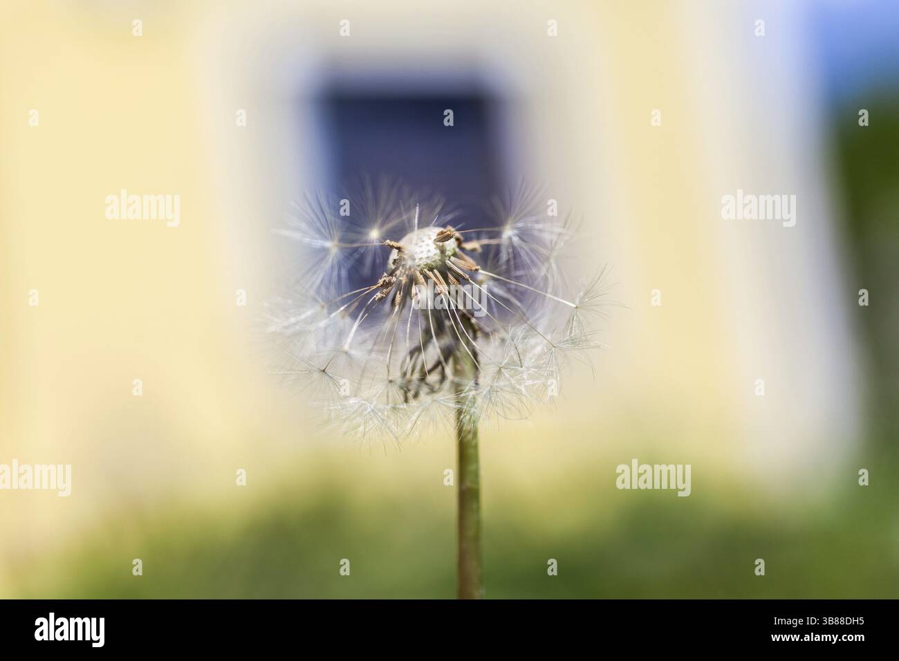 Dandelion (Taraxacum), dandelion, Leoben, Styrie, Autriche, Europe Banque D'Images