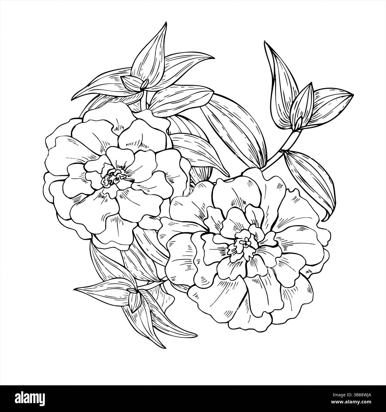 Deux fleurs délicates avec tradescantia branches noir et blanc illustration vectorielle. Élégante œuvre d'art botanique monochrome parfaite pour le mariage Illustration de Vecteur