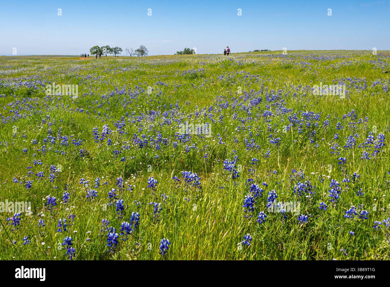 Une vue des fleurs sauvages lupins violets par une journée ensoleillée de printemps à la réserve écologique de North table Mountain, située dans le comté de Butte. Banque D'Images