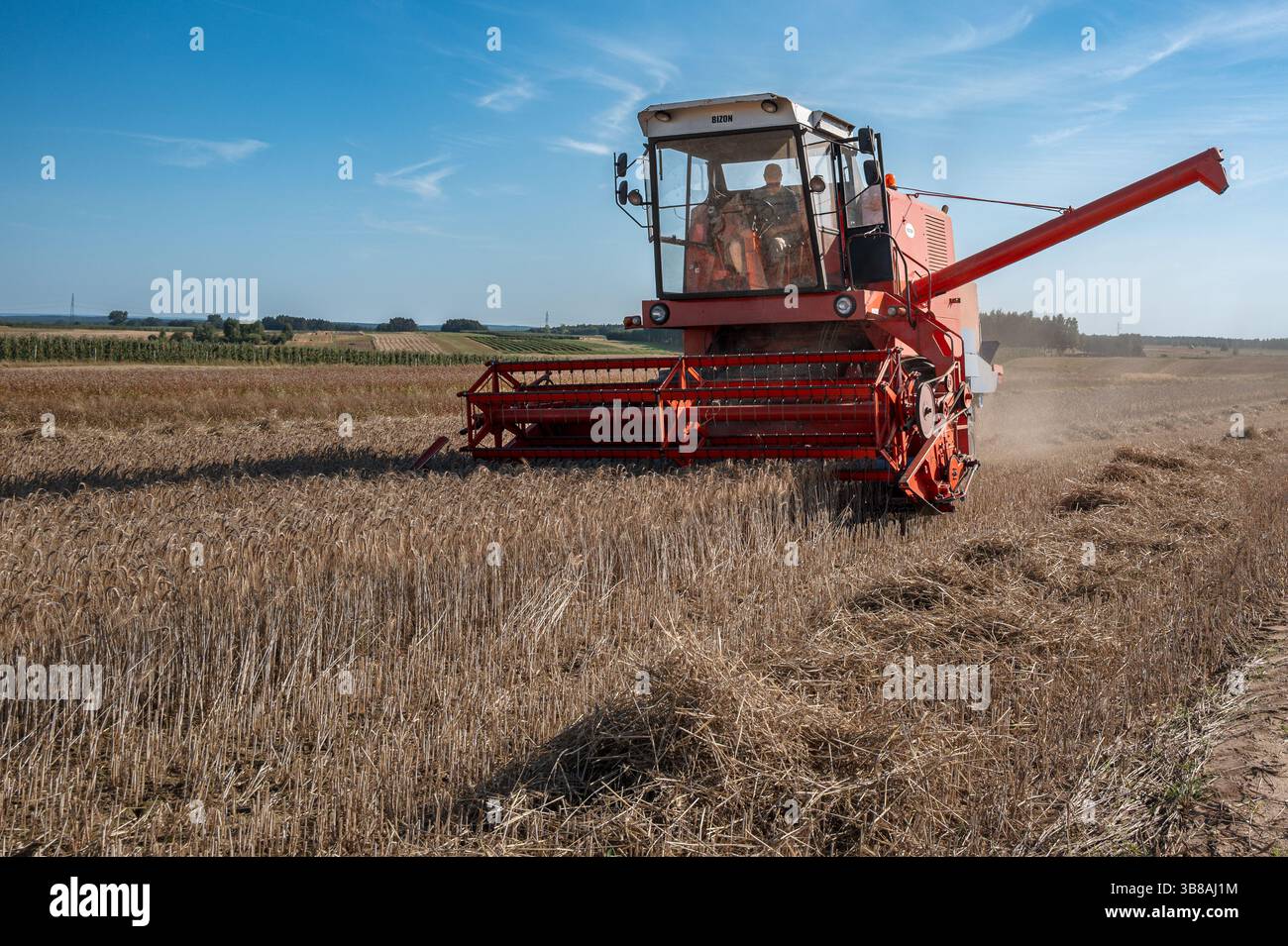 Ancienne moissonneuse-batteuse BIZON rouge travaillant dans un champ de blé par une journée d'été ensoleillée en Pologne. Banque D'Images