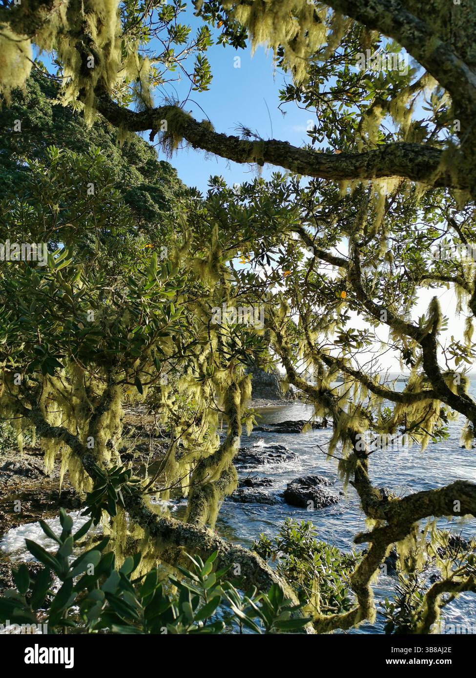 Arbre Pohutukawa couvert de mousse dans la baie des Îles, Nouvelle-Zélande Banque D'Images