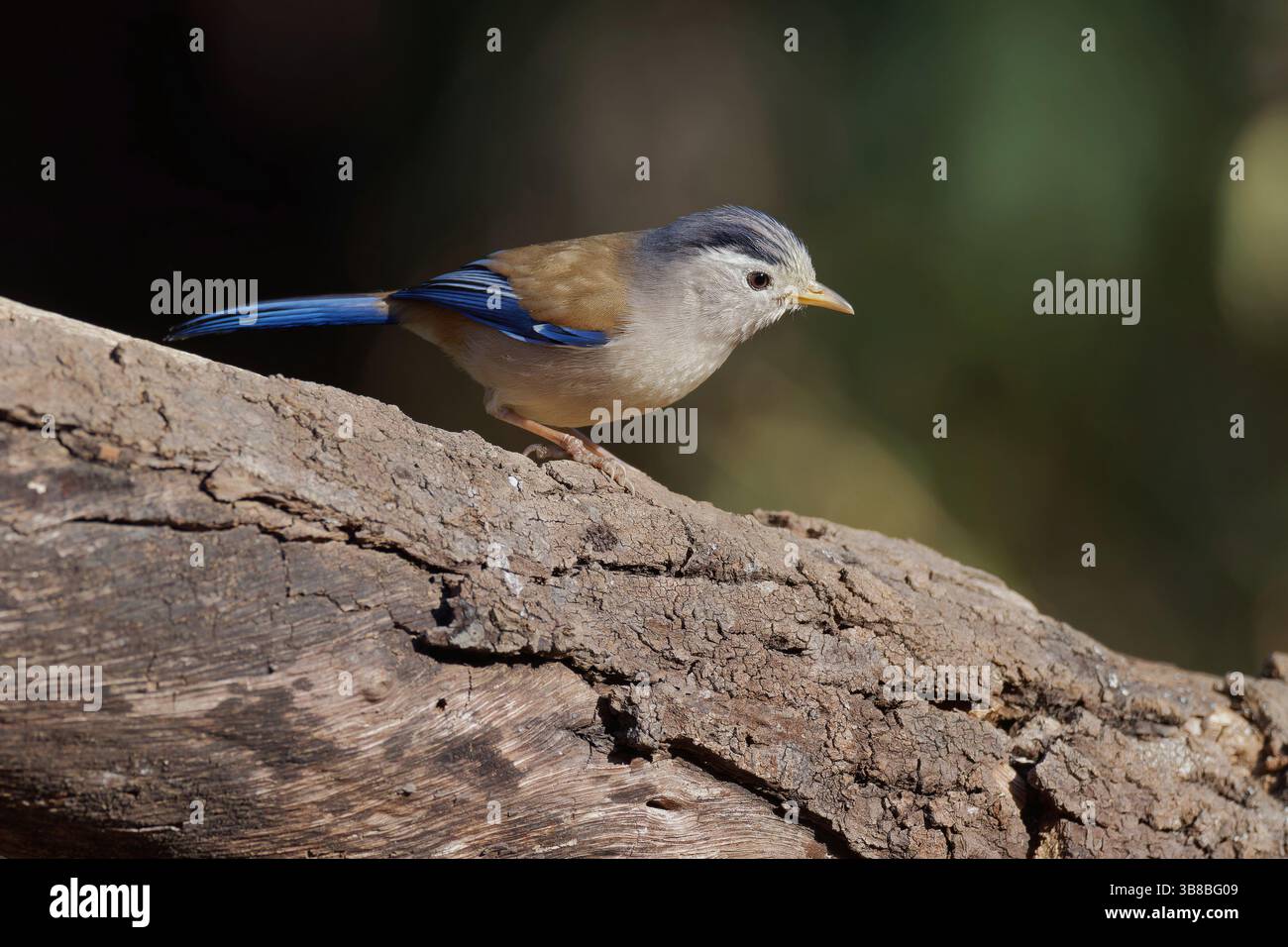 Minia à ailes bleues Banque D'Images
