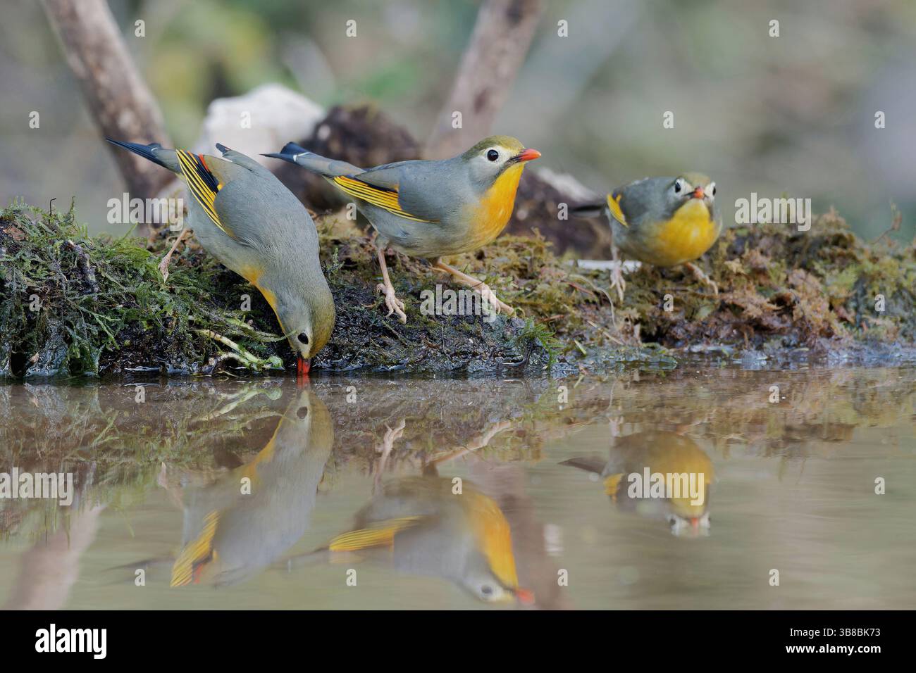Red a facturé Leiothrix Banque D'Images