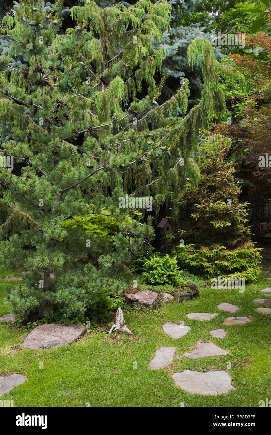 Chemin de pavé avec Pinus parviflora glauca - PIN blanc japonais, Juniperus - genévrier, Picea orientalis 'Skylands' - épinettes dans le jardin de l'arrière-cour. Banque D'Images