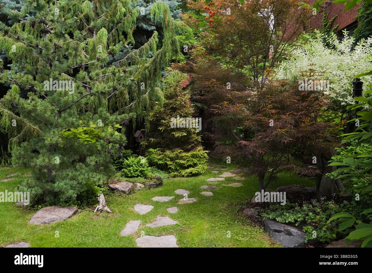 Chemin de pavé avec Pinus parviflora glauca - PIN blanc japonais, Juniperus - genévrier, Picea orientalis 'Skylands' - épinette et Acer Japonicus - Banque D'Images