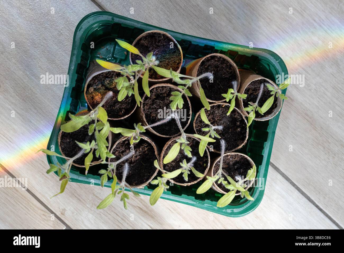 Plants de tomates dans des pots en papier recyclé avec Rainbow Light Banque D'Images