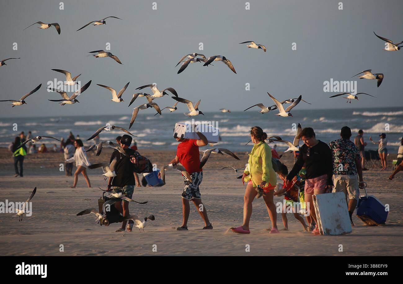 30 mars 2024, South Padre Island, Texas, États-Unis : 29 mars 2024. Les troupeaux de Seagulls harcelent les amateurs de plage comme. Ils reviennent sur le parking depuis la plage de la côte du golfe à Isla Blanca Park dans le comté de Cameron, au Texas. (Crédit image : © Ralph Lauer/ZUMA Press Wire) Banque D'Images