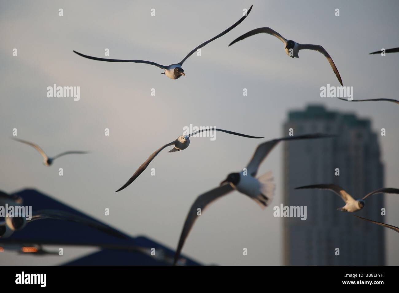 30 mars 2024, South Padre Island, Texas, États-Unis : 29 mars 2024. Les troupeaux de Seagulls harcelent les amateurs de plage comme. Ils reviennent sur le parking depuis la plage de la côte du golfe à Isla Blanca Park dans le comté de Cameron, au Texas. (Crédit image : © Ralph Lauer/ZUMA Press Wire) Banque D'Images