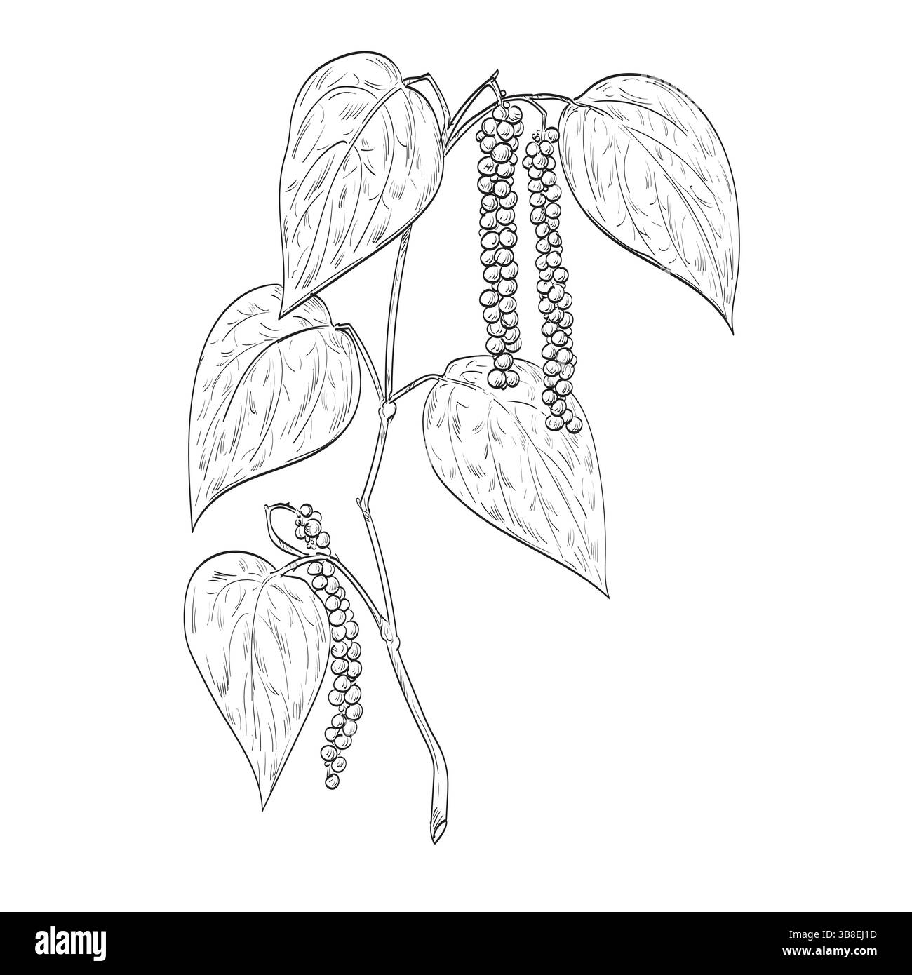 Dessin illustration de style croquis d'un poivre noir ou Piper nigrum, une vigne à fleurs de la famille des Piperaceae avec du poivre qui est une drupe utilisée Illustration de Vecteur