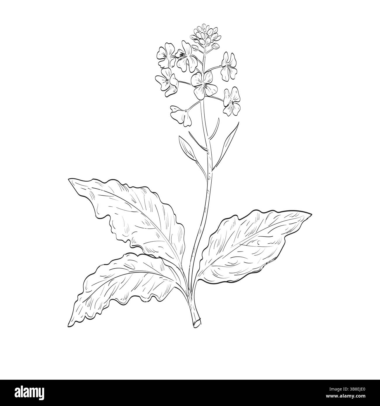 Dessin illustration de style croquis d'une Brassica juncea, de légumes verts de moutarde, de moutarde brune ou de moutarde végétale, une espèce de plante de moutarde utilisée comme épice o Illustration de Vecteur