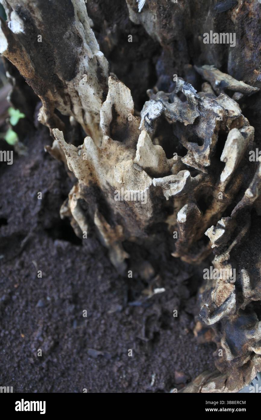 Les images de bois altérés sont très bonnes comme images de fond en raison de leur texture distinctive et des couleurs naturelles qui correspondent à la couleur du sol Banque D'Images