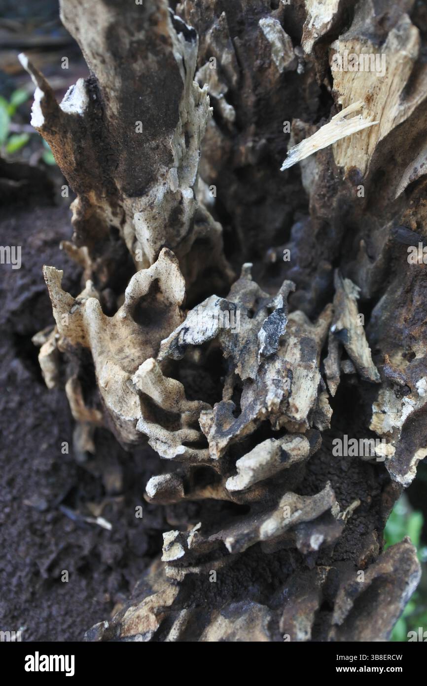 Les images de bois altérés sont très bonnes comme images de fond en raison de leur texture distinctive et des couleurs naturelles qui correspondent à la couleur du sol Banque D'Images