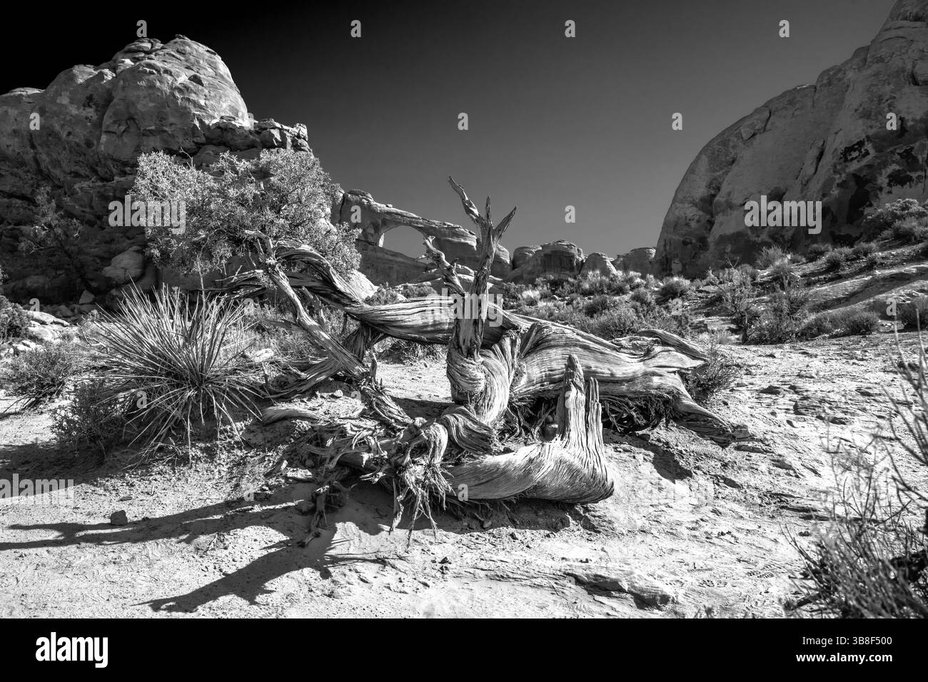 Skyline Arch avec un vieil arbre fané Banque D'Images