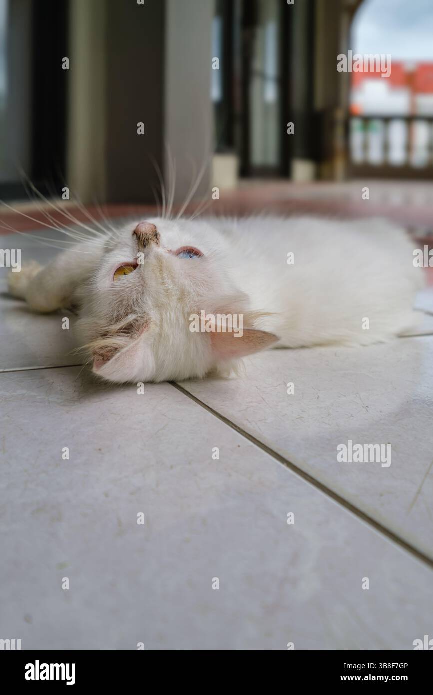 chat blanc avec des yeux étranges distinctifs - l'un d'un bleu vif et l'autre d'un jaune chaud Banque D'Images