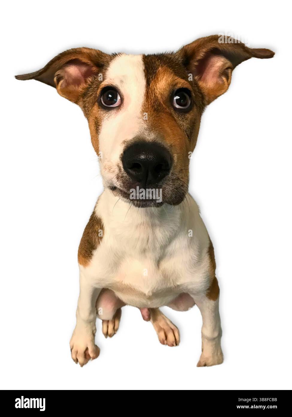 Jeune chiot de mélange de chien avec des oreilles surdimensionnées et des yeux inquiets est assis alerte sur un fond blanc Uni, rayonnant d'innocence et de curiosité tendre. Banque D'Images