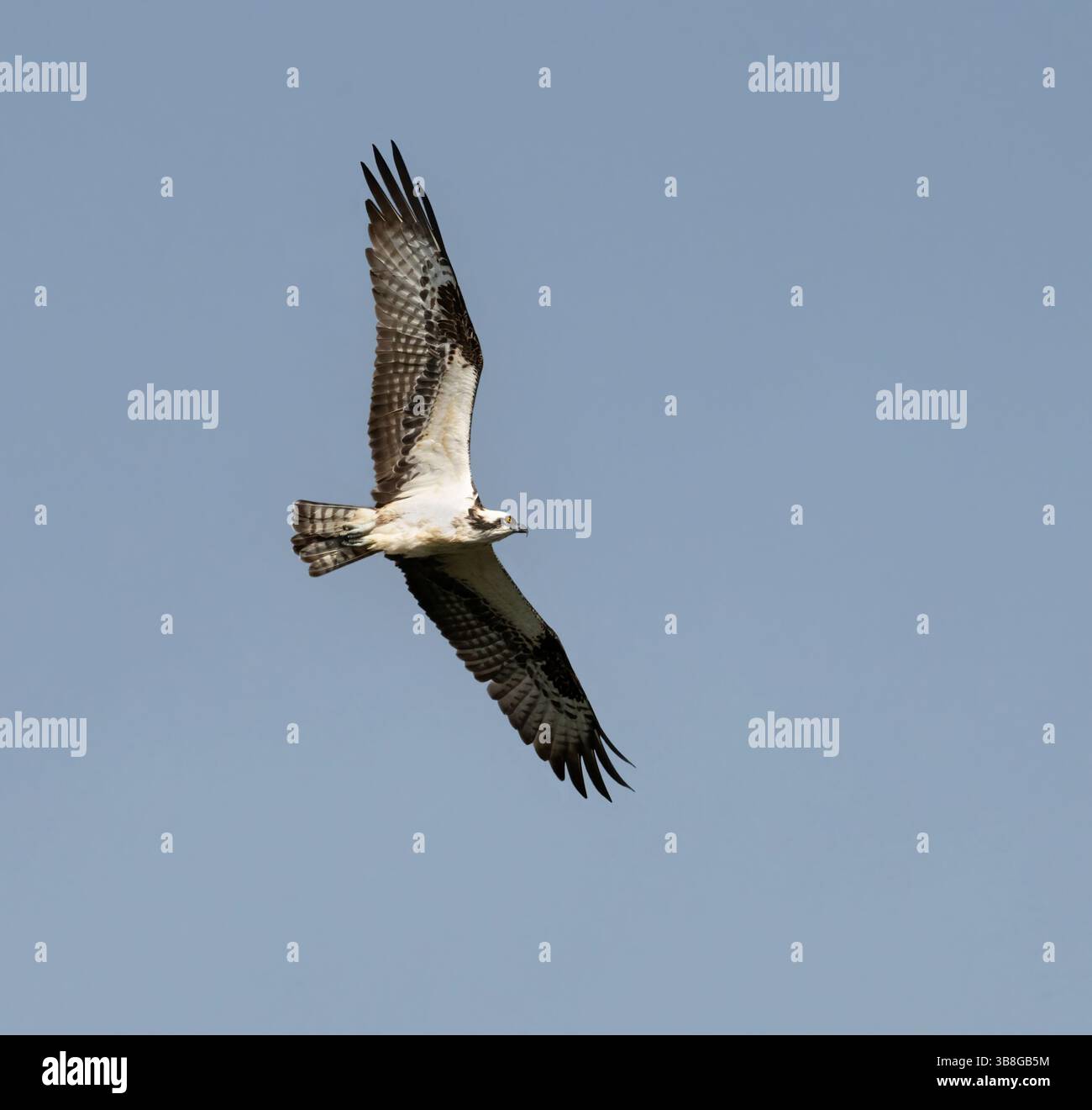 Osprey volant dans le ciel bleu, Galveston Island, Texas Banque D'Images