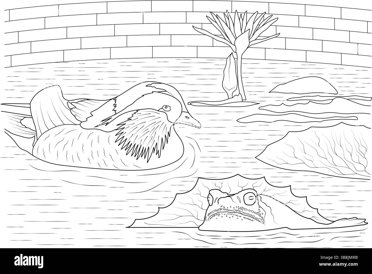 Illustration de dessin au trait détaillée représentant un canard mandarine nageant dans un étang aux côtés d'une grenouille assise sur un matelas de nénuphars, avec une fleur de lotus en fleurs Illustration de Vecteur