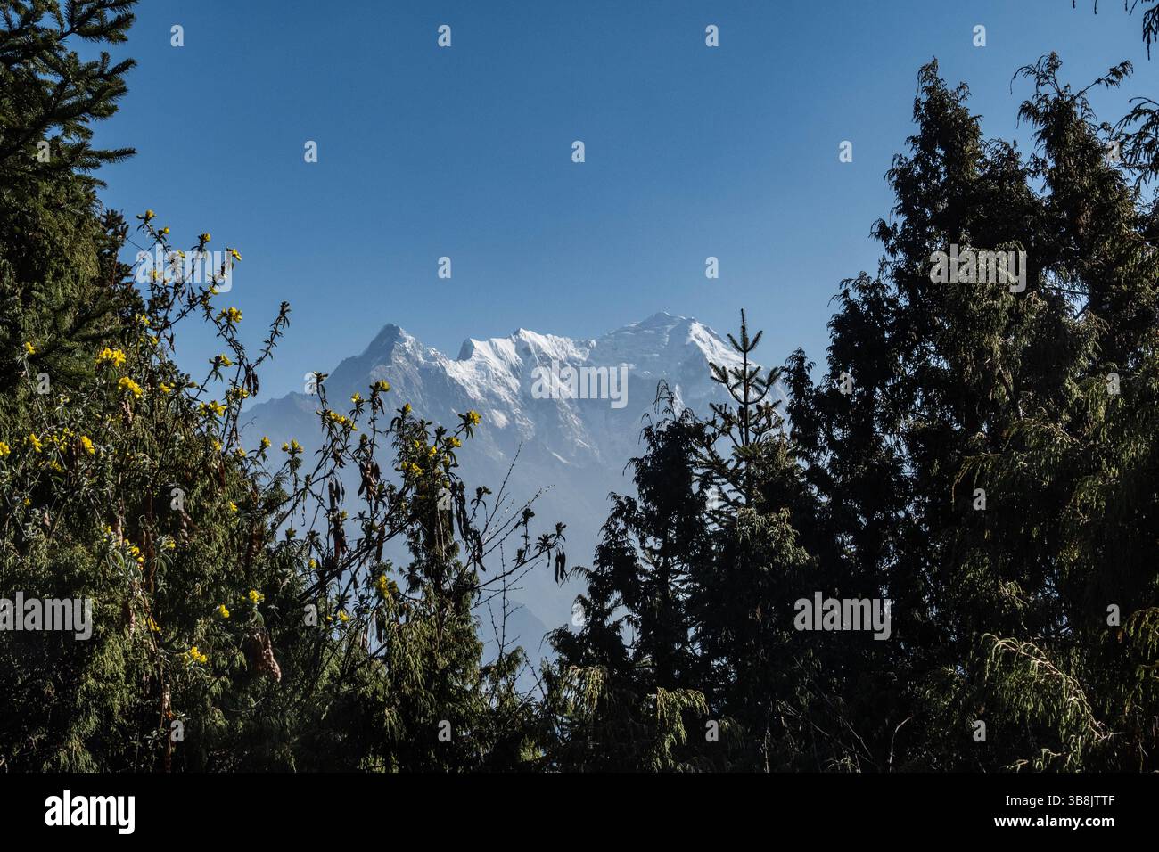 Vue de Langtang Lirung à travers les arbres, parc national de Langtang, Népal Banque D'Images