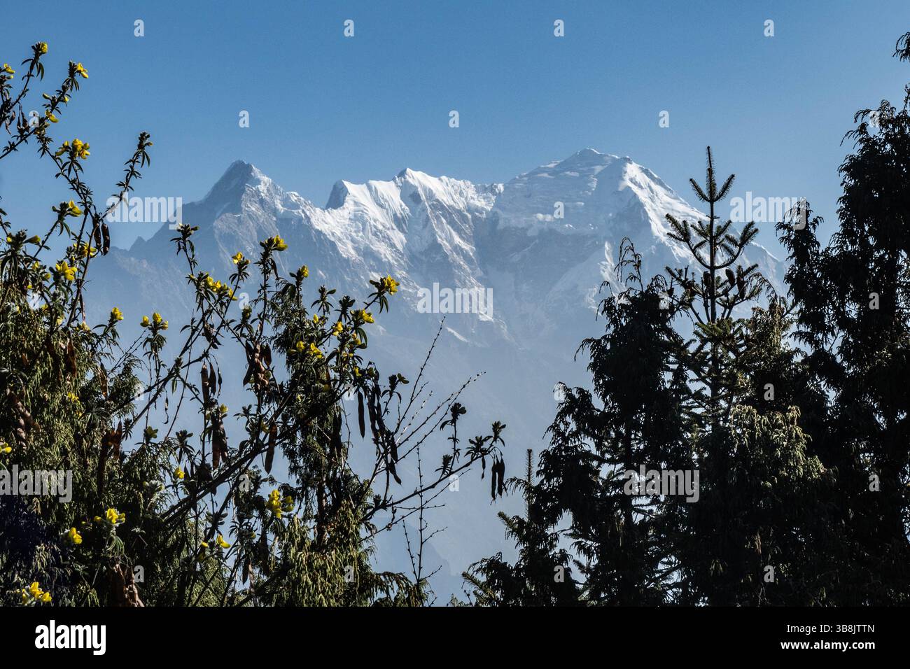 Vue de Langtang Lirung à travers les arbres, parc national de Langtang, Népal Banque D'Images