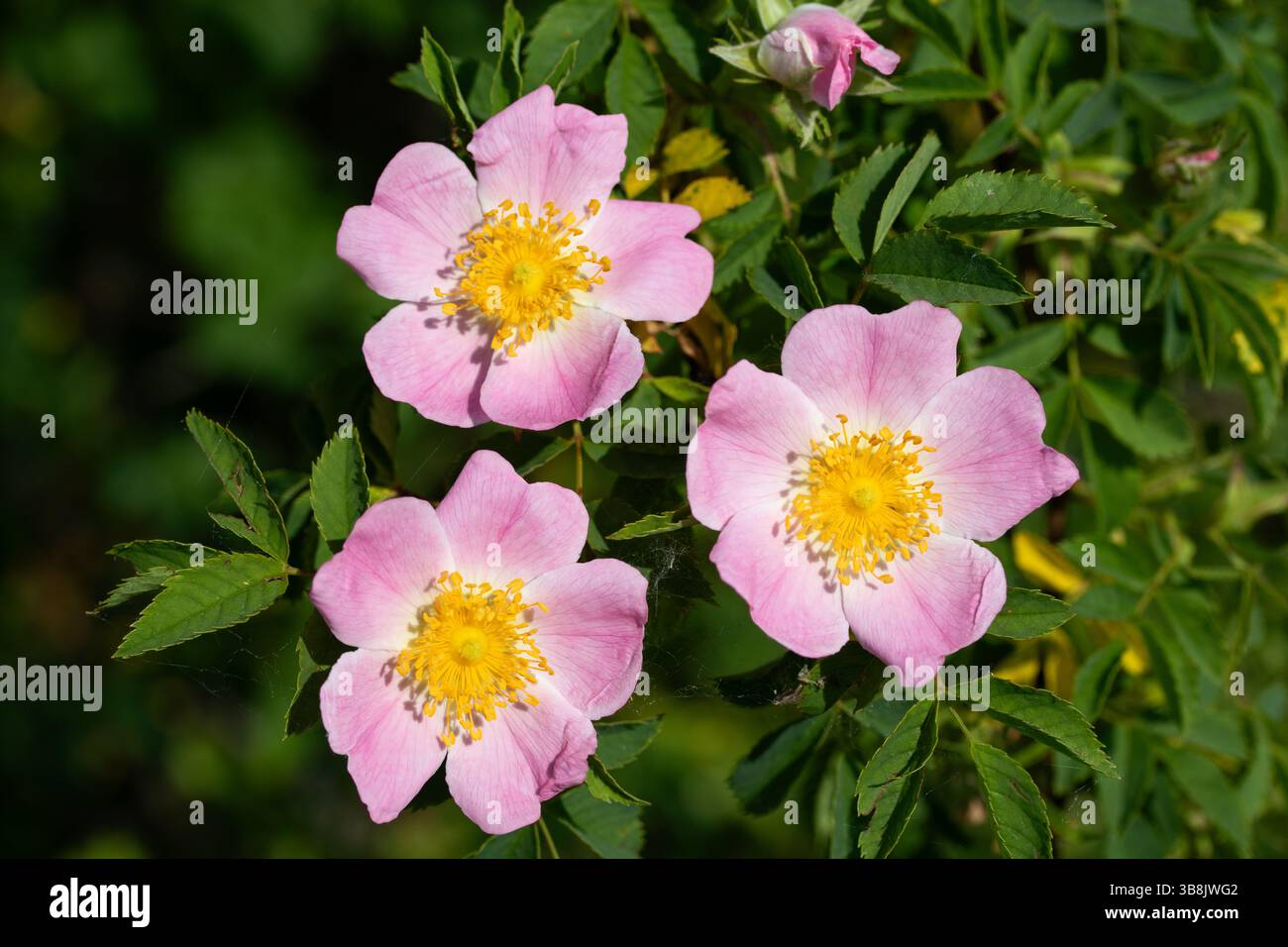 Rosa sect Caninae Blossom pétales rose pâle filaments jaunes belle flore sauvage. Banque D'Images