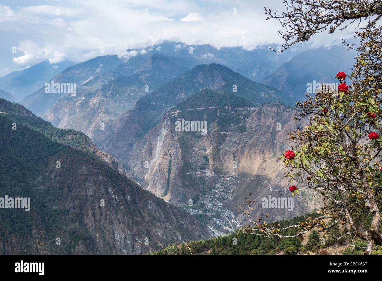 Rhododendrons et panorama alpin, Tamang Heritage Trail, Nagthali, Népal Banque D'Images