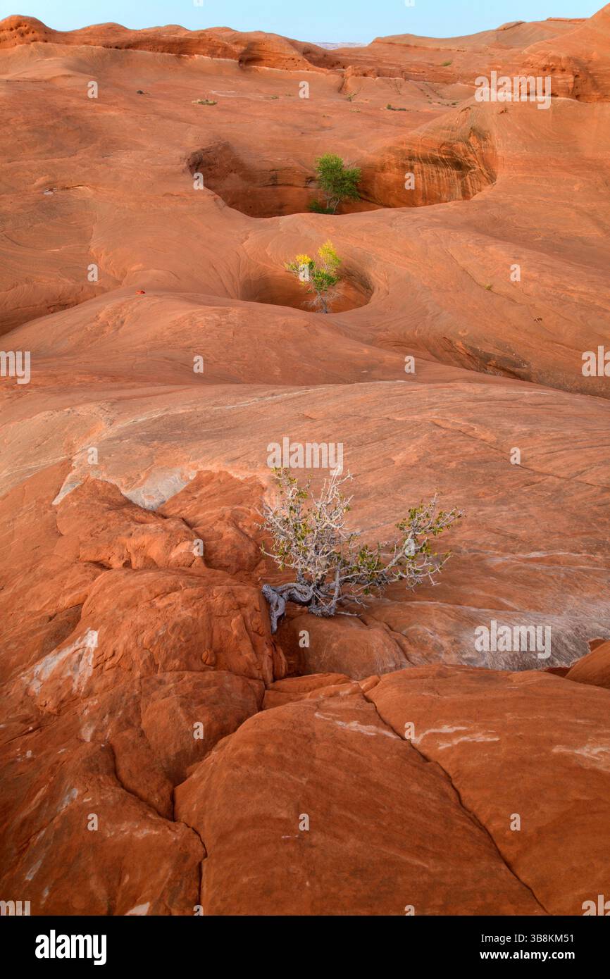 États-Unis, Utah, Sud-Ouest, plateau du Colorado, Dance Hall Rock, Site historique, Banque D'Images