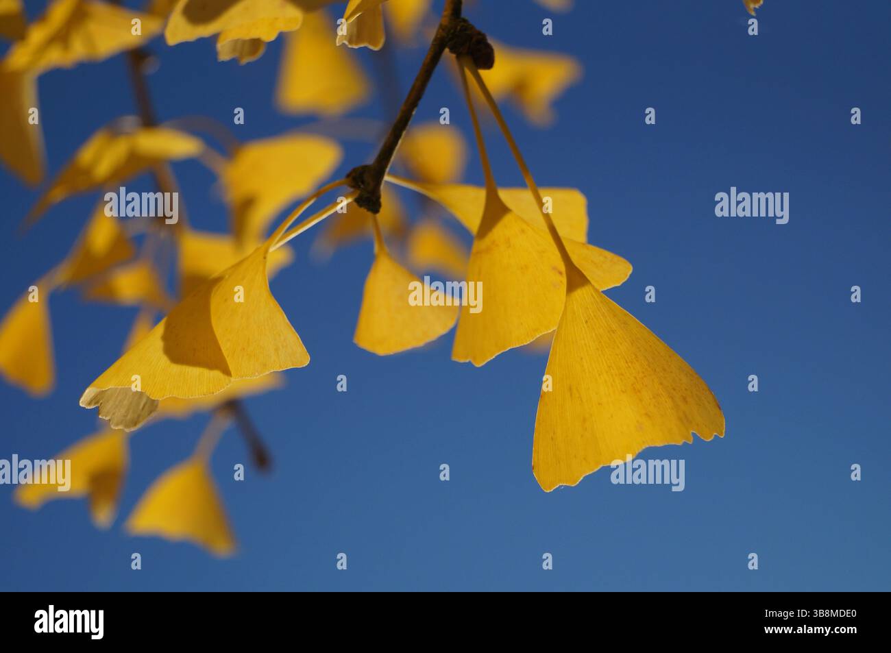 Photographie détaillée des feuilles d'un Ginkgo biloba avec un flou en arrière-plan. Banque D'Images