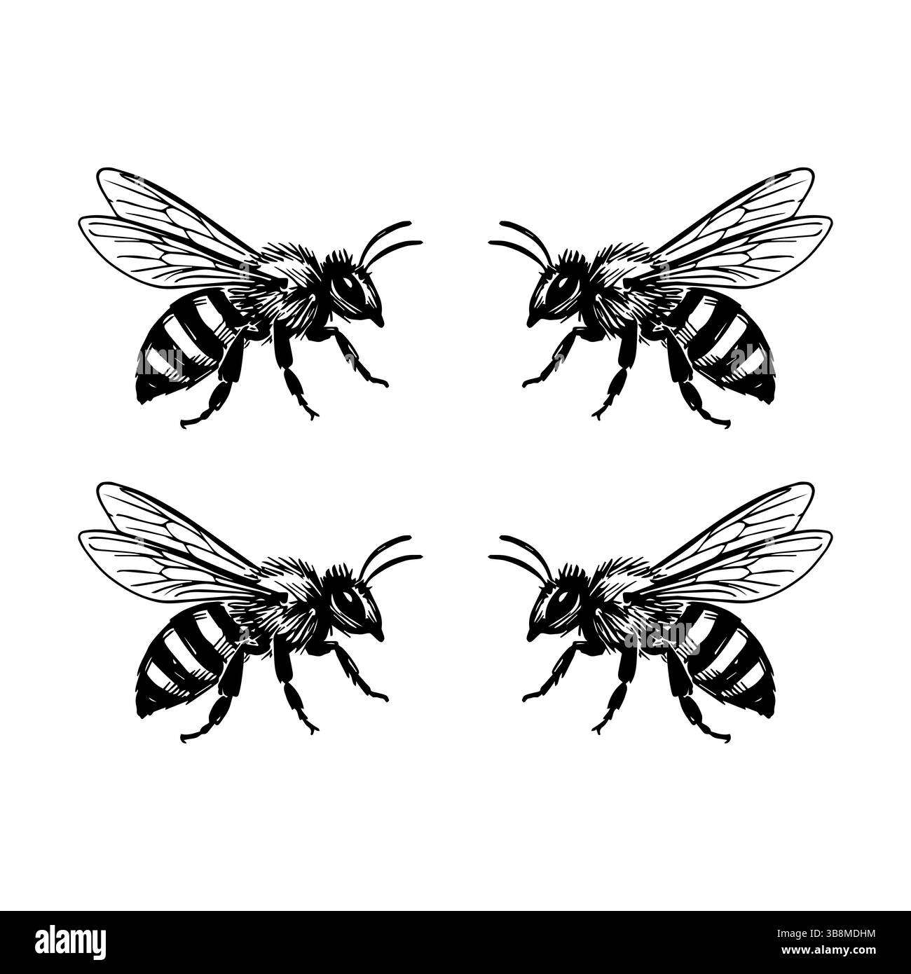 Illustrations dessinées à la main d'une abeille, détail vectoriel clip art isolé sur fond blanc. Illustration de Vecteur