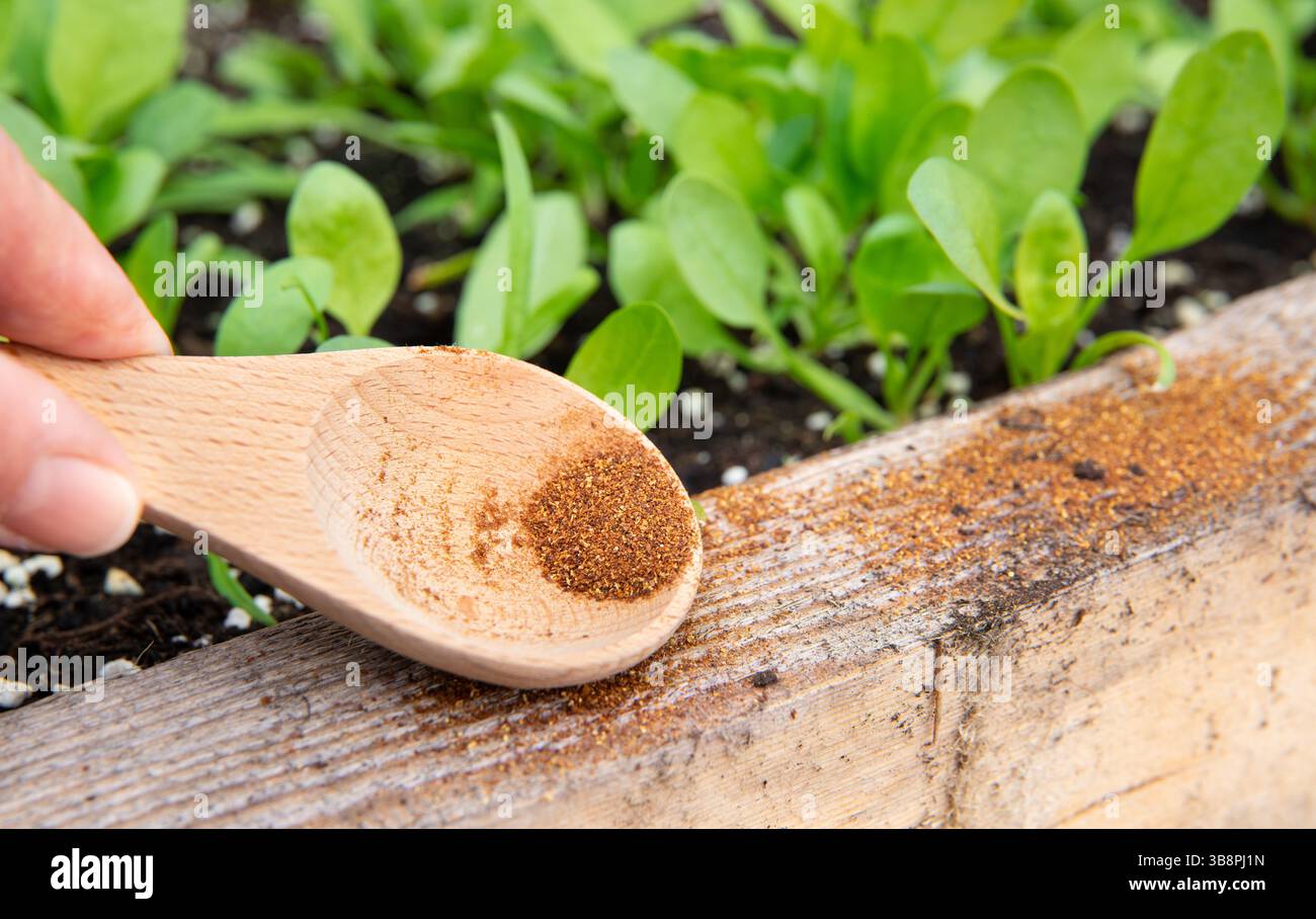 En utilisant de la poudre de poivre de Cayenne comme répulsif à fourmis dans le jardin, saupoudrez de poudre sur le bord du potager. Mise au point sélective sur la main tenant la cuillère en bois fi Banque D'Images