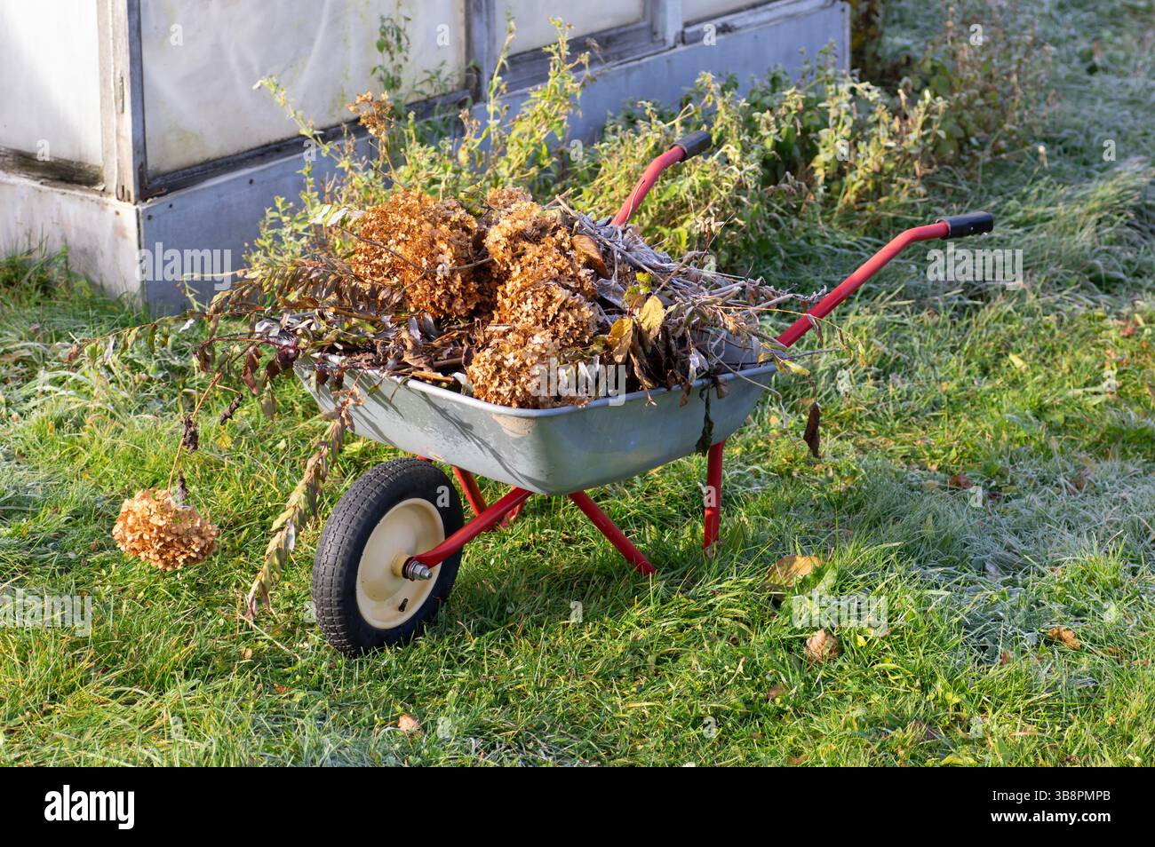 Brouette métallique remplie de fleurs d'hortensia sèches, de branches et de déchets de jardin se dresse sur de l'herbe verte près d'une serre. Nettoyage d'automne, jardinage, an Banque D'Images