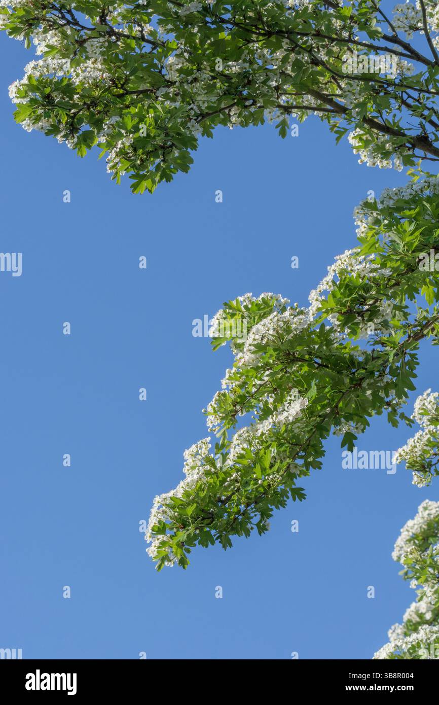Branches fleuries de l'aubépine (Crataegus monogyna) prises tôt le matin au soleil de mai, alors qu'il écume d'autres arbres. Plante à base de haies communes. Banque D'Images