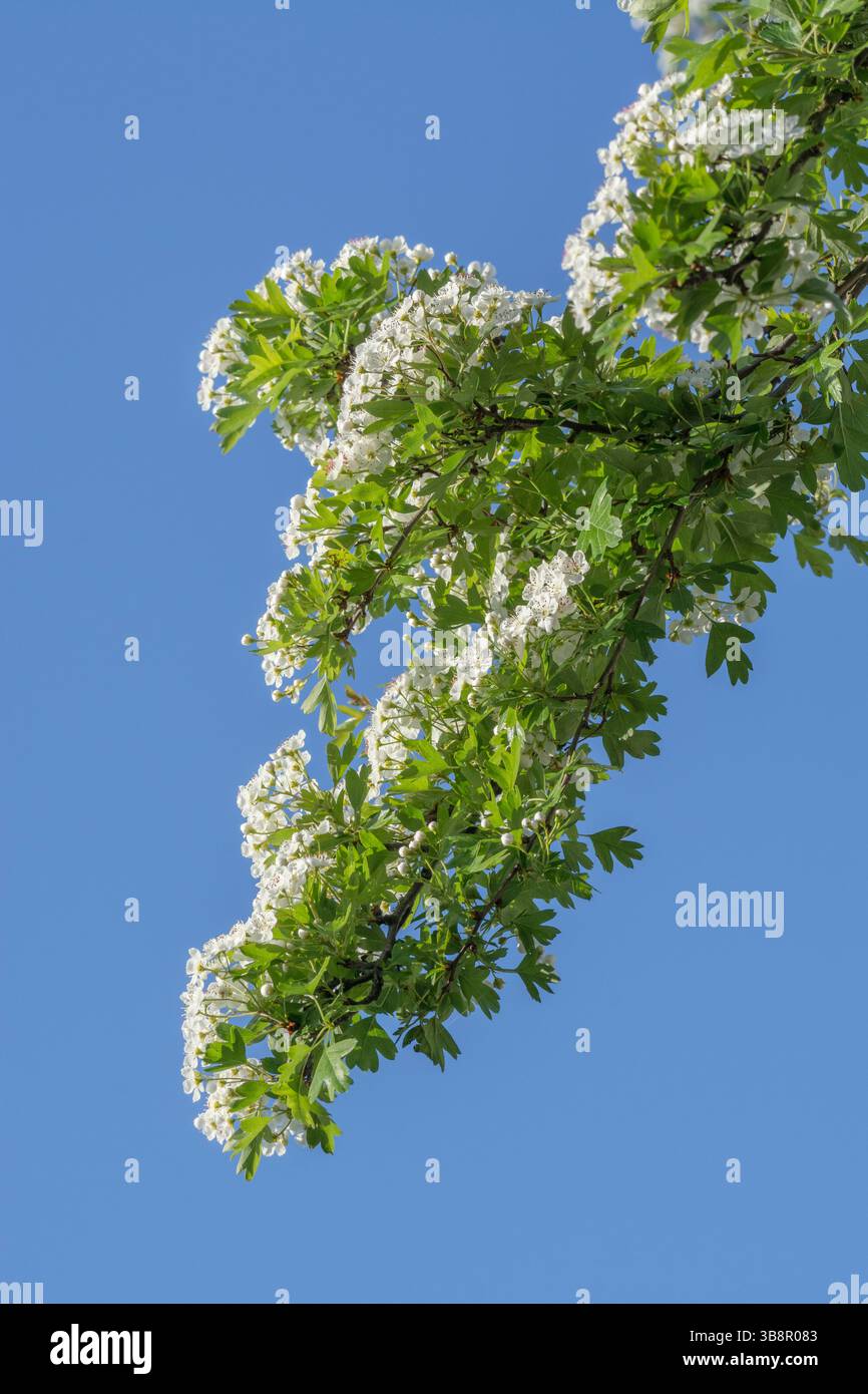 Branches fleuries de l'aubépine (Crataegus monogyna) prises tôt le matin au soleil de mai, alors qu'il écume d'autres arbres. Plante à base de haies communes. Banque D'Images