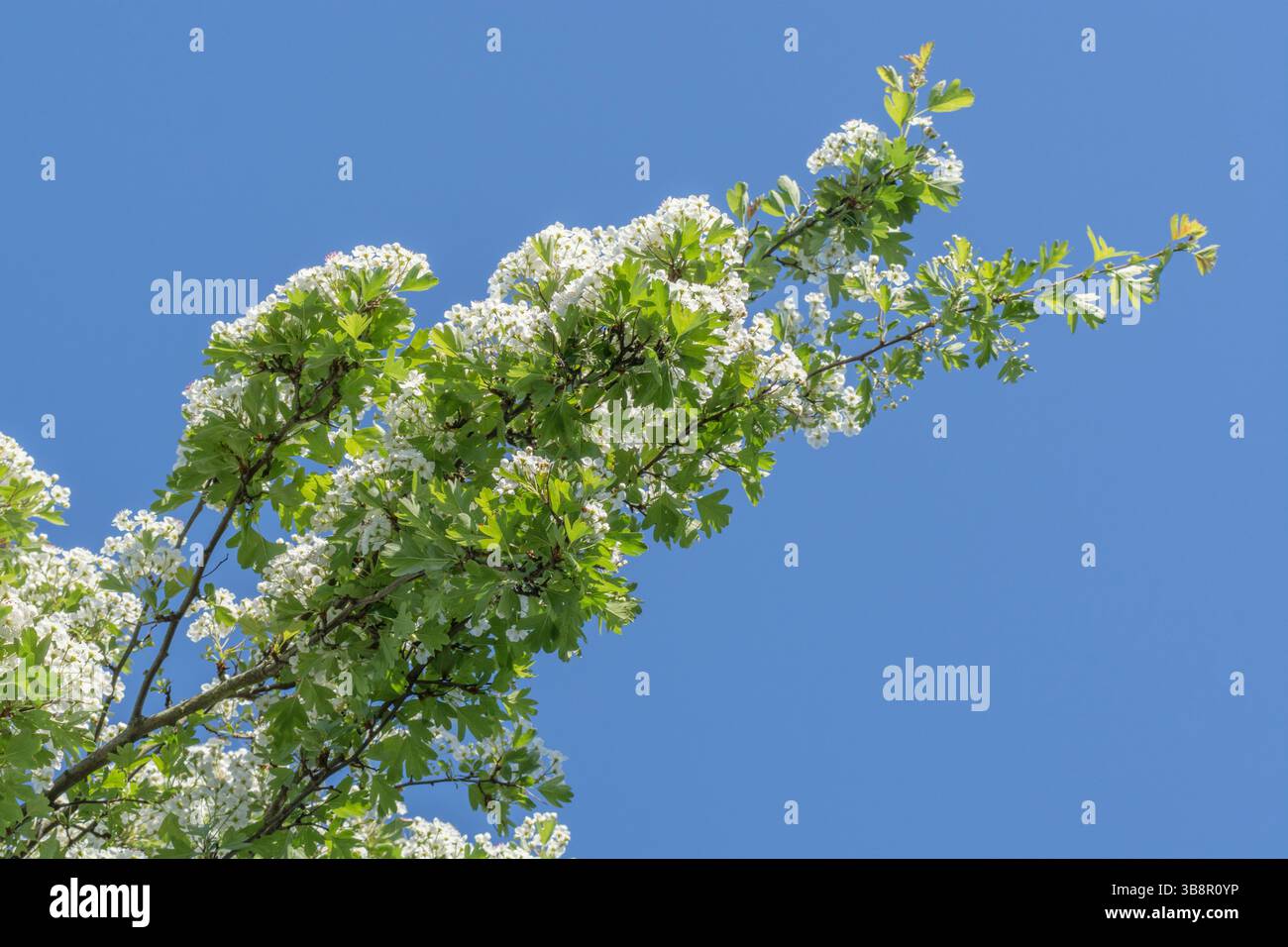Branches fleuries de l'aubépine (Crataegus monogyna) prises tôt le matin au soleil de mai, alors qu'il écume d'autres arbres. Plante à base de haies communes. Banque D'Images