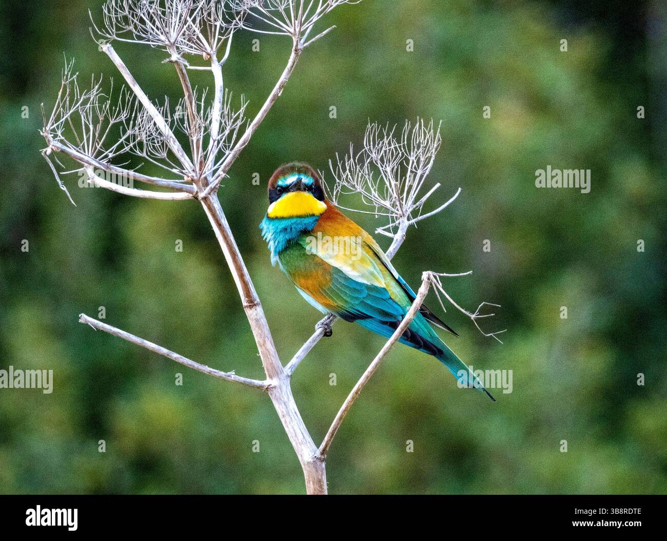 Mangeur d'abeilles européen coloré (Merops apiaster) perché sur une tige de végétation, Chypre Banque D'Images