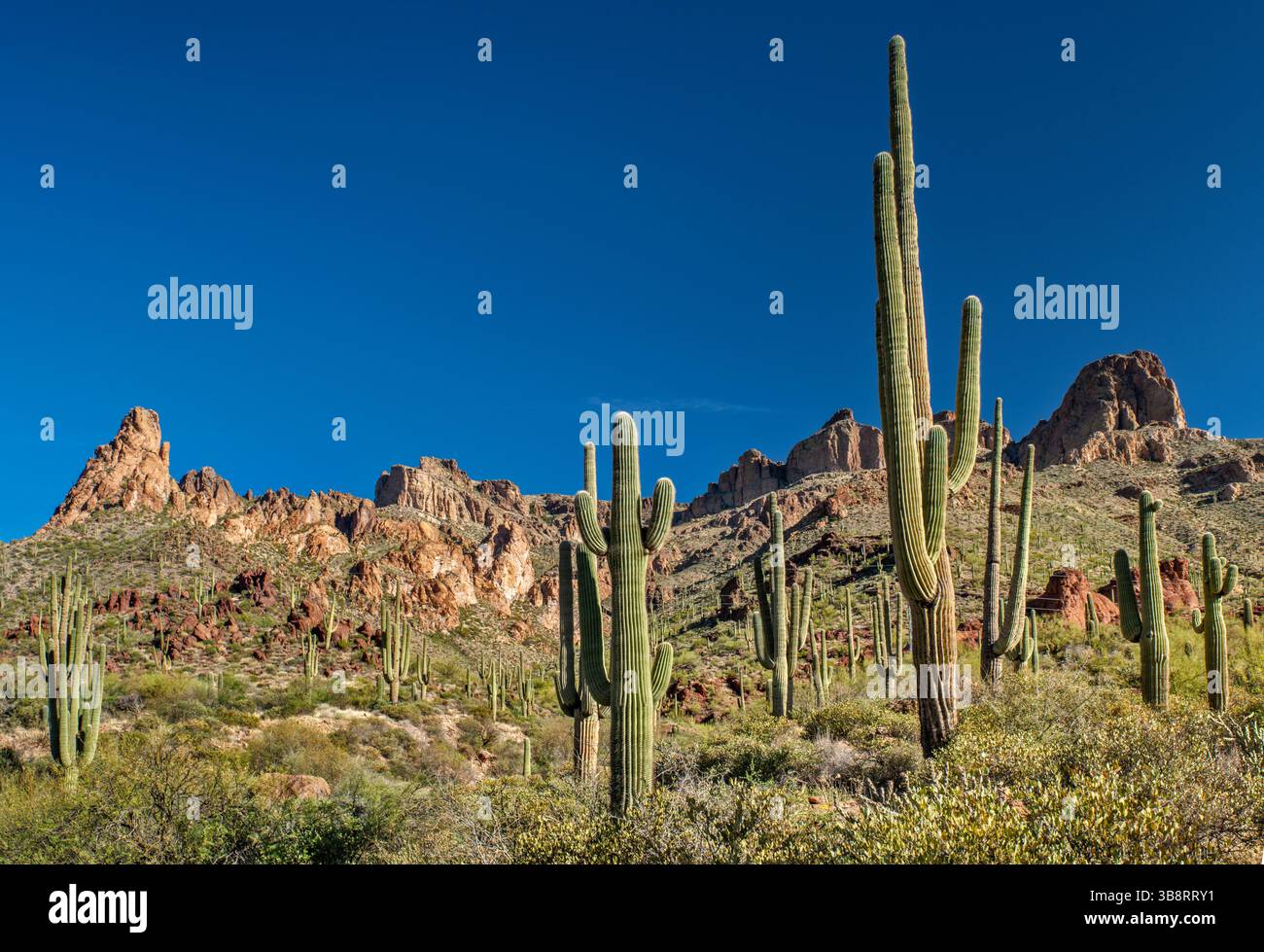 Saguaros, falaises dans les montagnes Mazatzal, au-dessus de Apache Trail, région de Fish Creek Hill, forêt nationale de Tonto, Arizona, États-Unis Banque D'Images