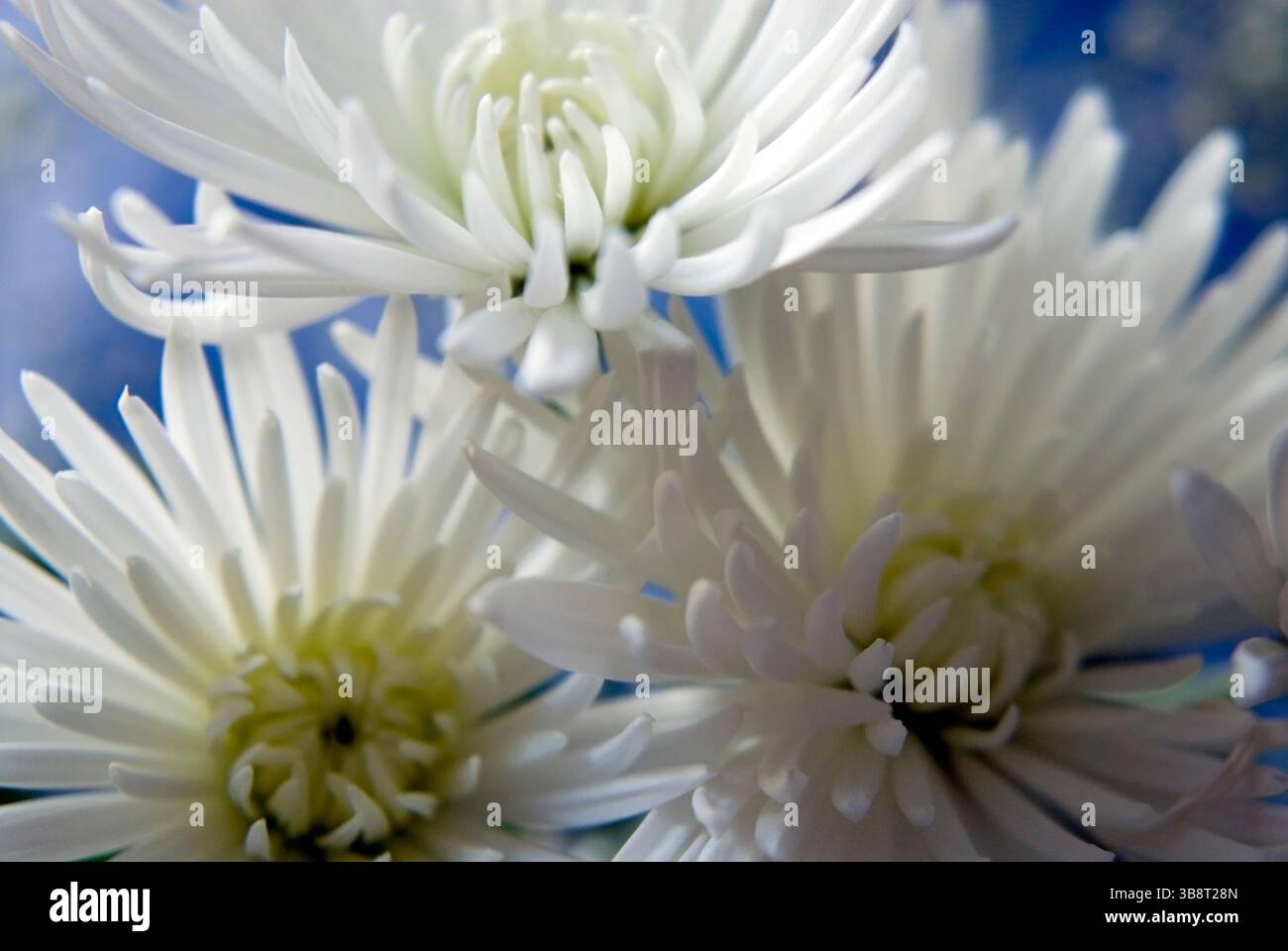 Fleurs blanches romantiques. White Spider Maman Anastasia Chrysanthemum Banque D'Images