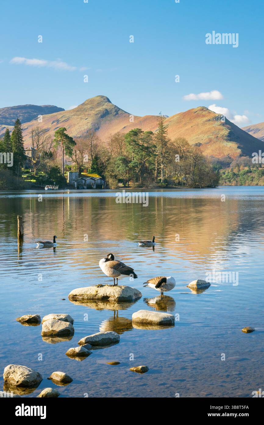 Cat Bells, Cumbria, le Lake District anglais. Banque D'Images